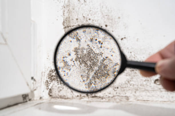 Why You Should Choose Our Mold Remediation Services in Lexington, TX