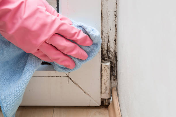 Mold Odor Removal Services in Lexington, TX